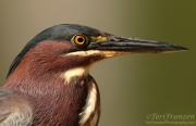 Green Heron