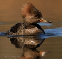 Hen Hooded Merganser in Springtime