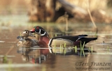 Courtship on the Pond