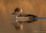 Hooded Merganser Hen