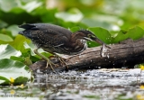 Green Heron