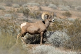 Bighorn Ram