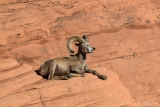 Bighorn Ram