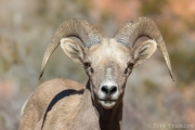 Young Bighorn Ram