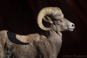 Bighorn Ram