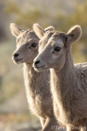 Bighorn Lambs