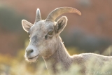 Bighorn Ewe