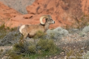 Bighorn Ram