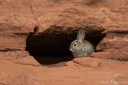 Desert Cottontail Rabbit