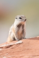 Ground Squirrel