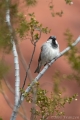 House Sparrow