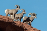 Bighorn Rams