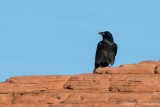 Common Raven