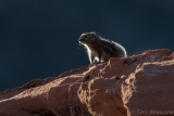 Ground Squirrel