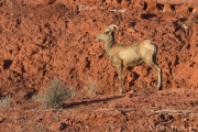 Bighorn Ewe