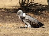 Ruppell's Griffon Vulture