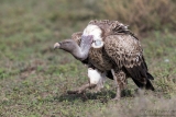 Ruppell's Griffon Vulture