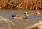 American Wigeon