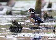 Wood Duck Drake