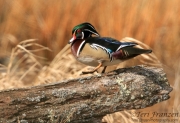 Wood Duck Drake