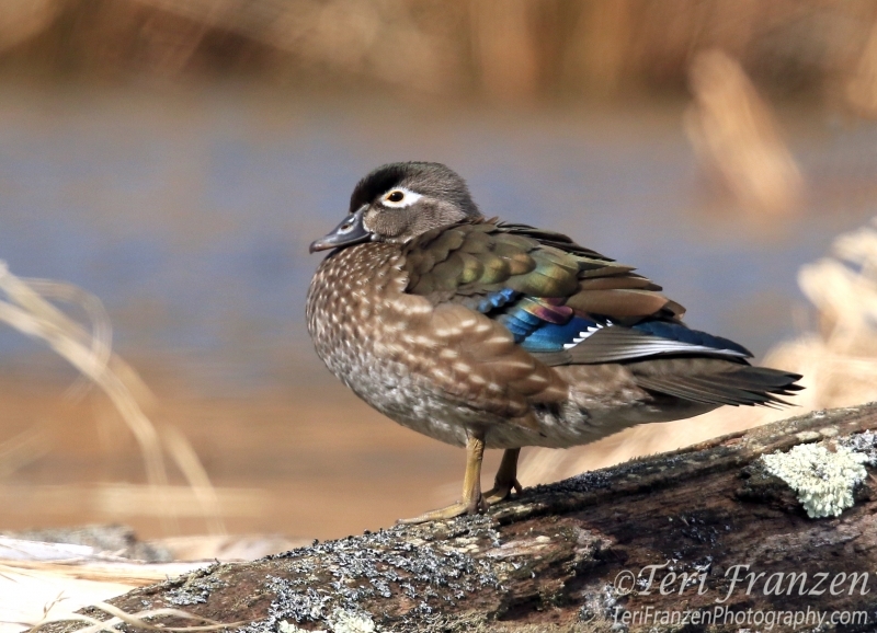 Wood Duck Hen