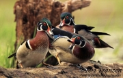 Wood Duck Boys Club