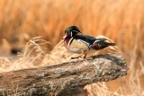 Drake Wood Duck