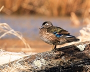 Hen Wood Duck