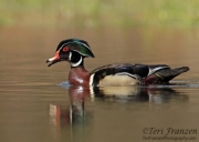 Wood Duck Drake