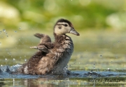 Wood Duckling