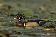 Autumn Drake Wood Duck