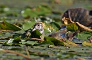 Wood Duck Drake