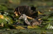 Wood Duck with a Frog (3)