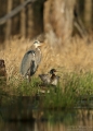 Great Blue Heron and Wood Ducks