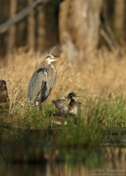 Great Blue Heron and Wood Ducks