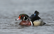 Wood Duck Drake