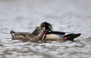 Wood Ducks