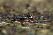 Drake Wood Duck