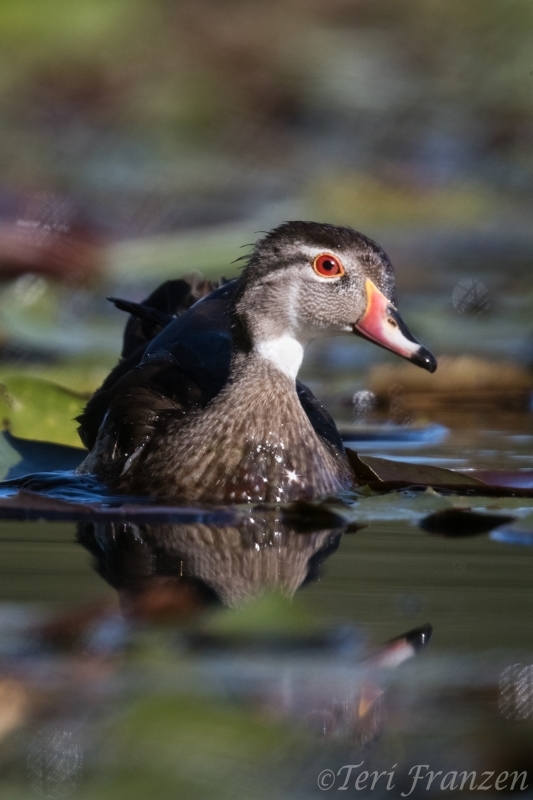 Young Drake Wood Duck