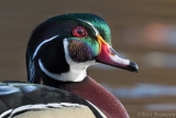 Drake Wood Duck Portrait