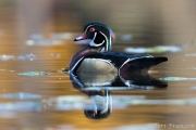 Drake Wood Duck in Autumn Hues