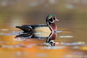 Drake Wood Duck in Autumn Hues