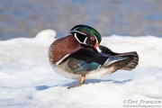 Drake Wood Duck Preening on Ice