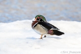 Wood Duck on Ice