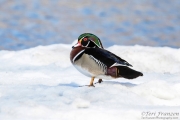 Drake Wood Duck on Ice