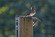 Hen wood duck and hooded merganser in a strange moment before the call-down 2019
