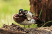 Wood Duck Drake