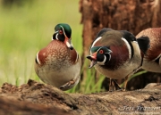 Wood Ducks