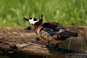 Wood Duck Drake