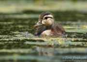 Wood Duckling